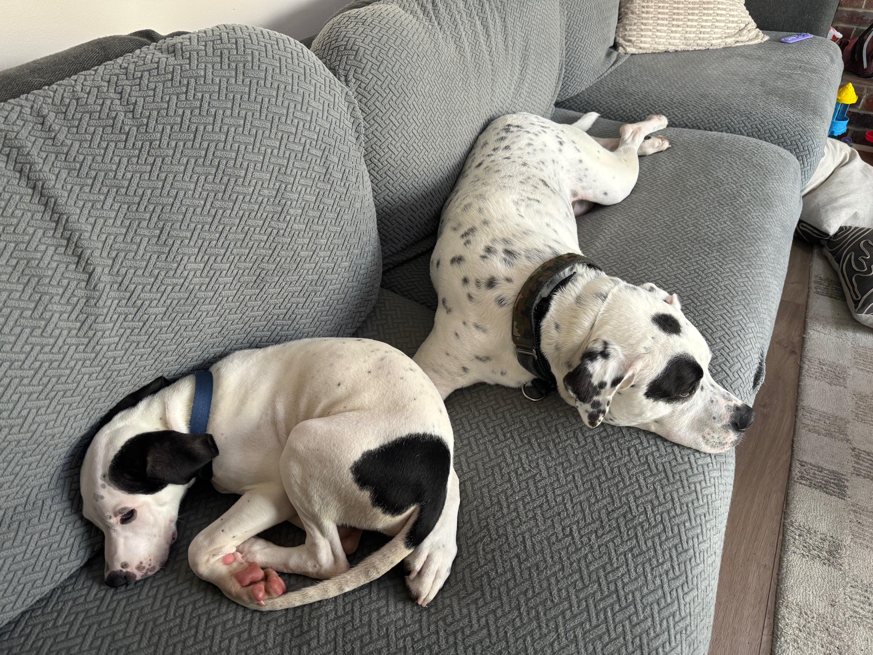 Enlarge Edward, an adopted mixed breed in New York, NY image 6/6