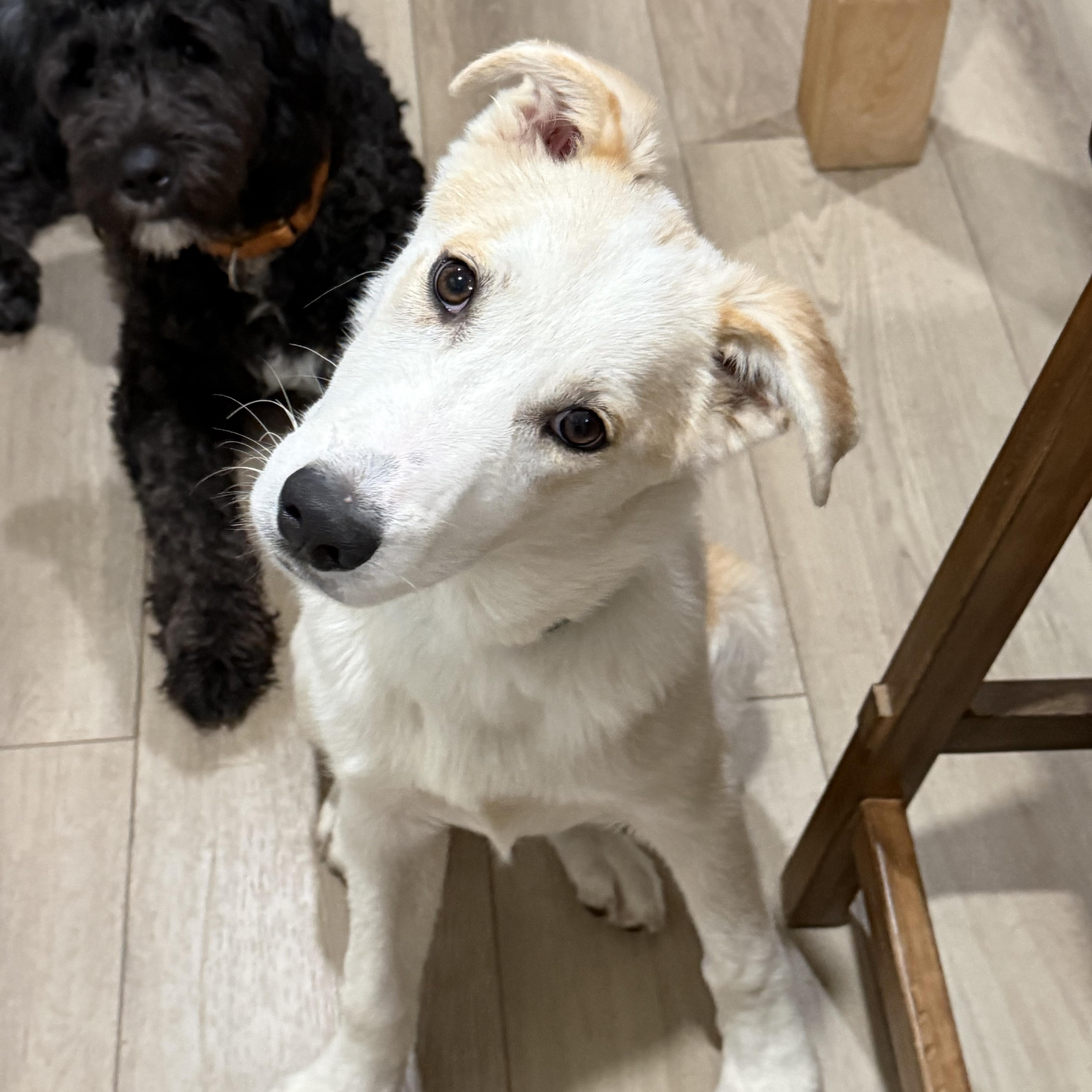 Enlarge Ralph, an adoptable mixed breed in Oswego, IL image 4/5