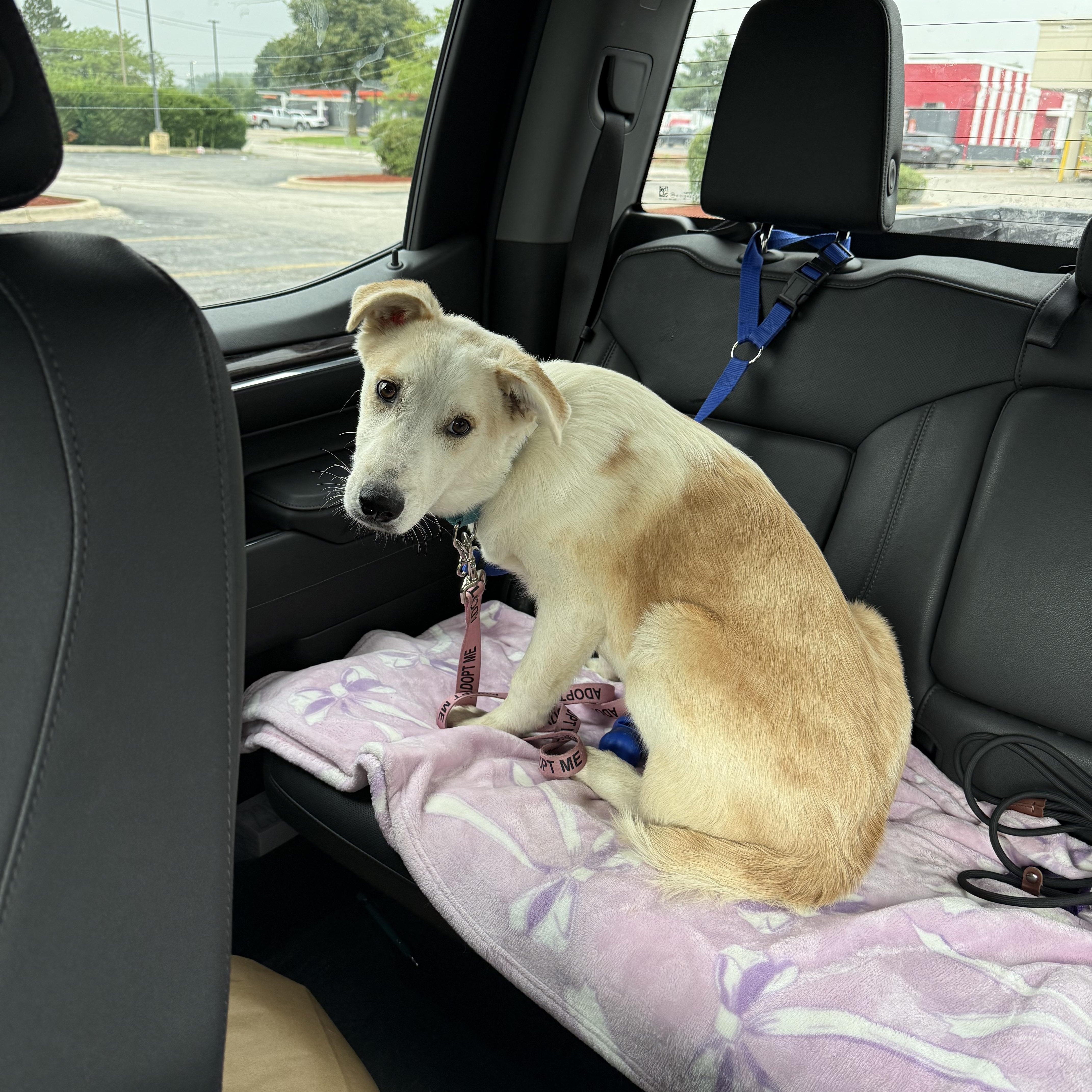 Enlarge Ralph, an adoptable mixed breed in Oswego, IL image 3/5