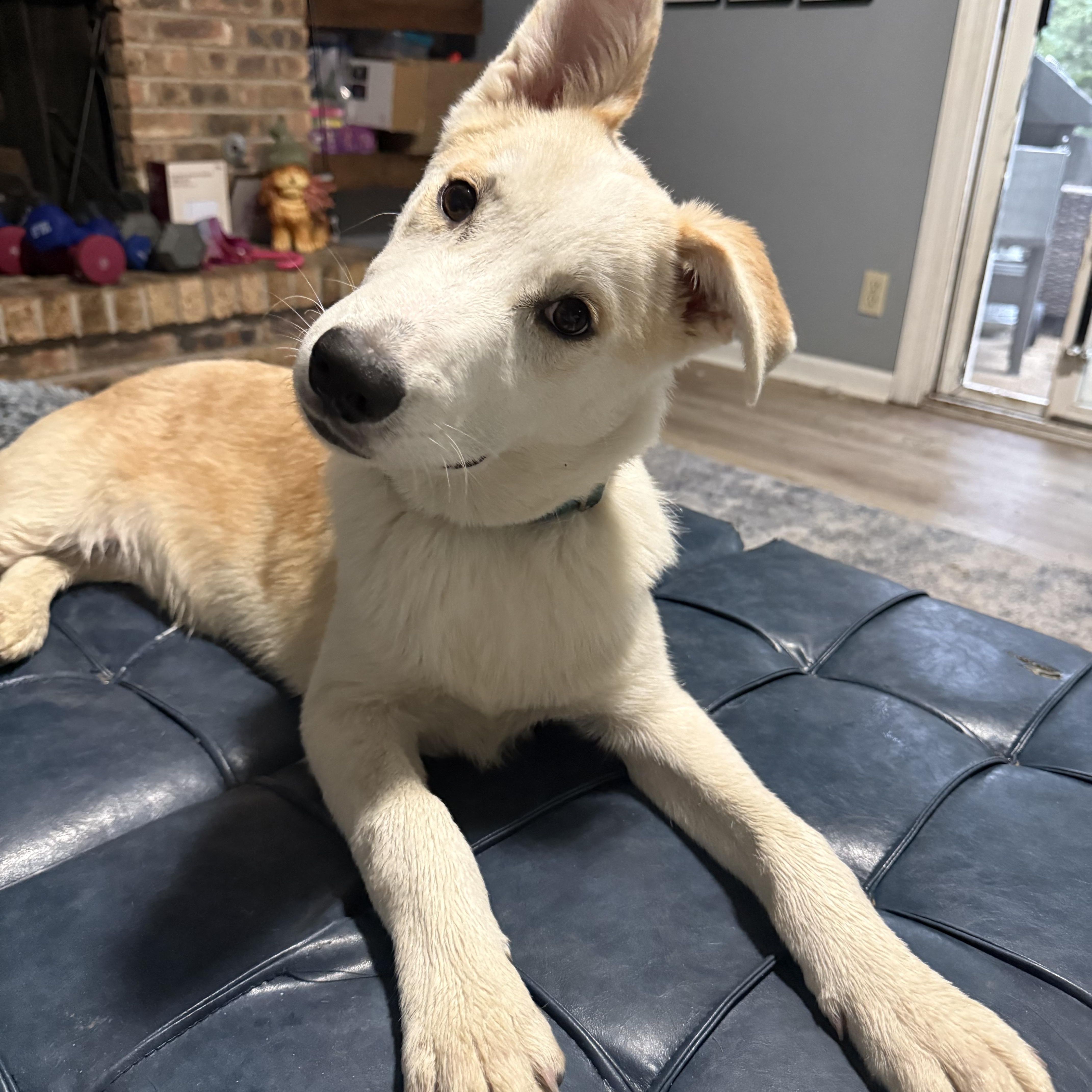 Enlarge Ralph, an adoptable mixed breed in Oswego, IL image 5/5