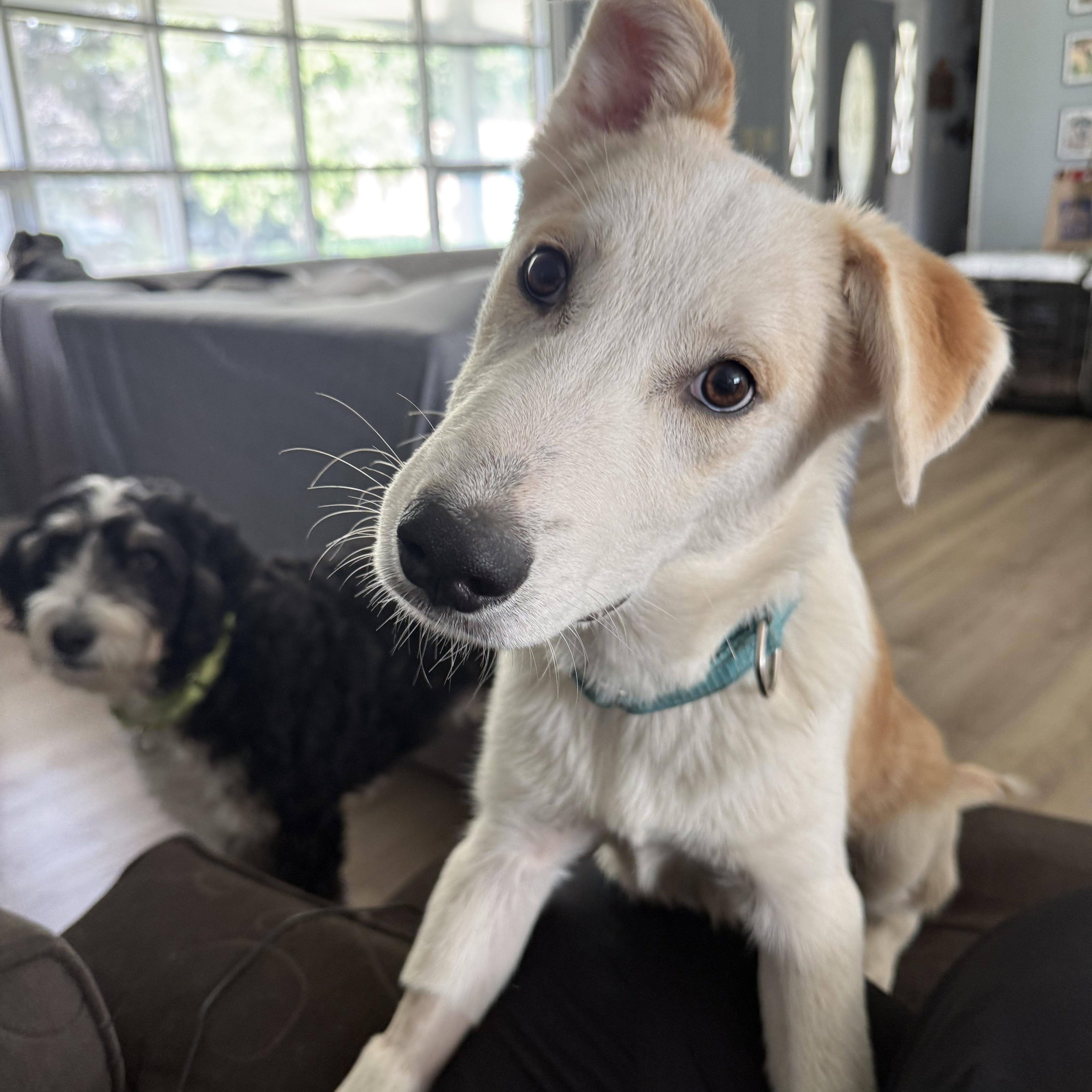 Enlarge Ralph, an adoptable mixed breed in Oswego, IL image 1/5