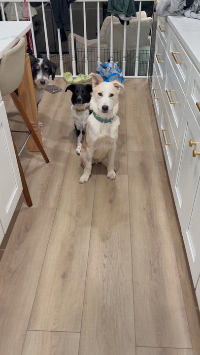 Enlarge Ralph, an adoptable mixed breed in Oswego, IL video 2/5