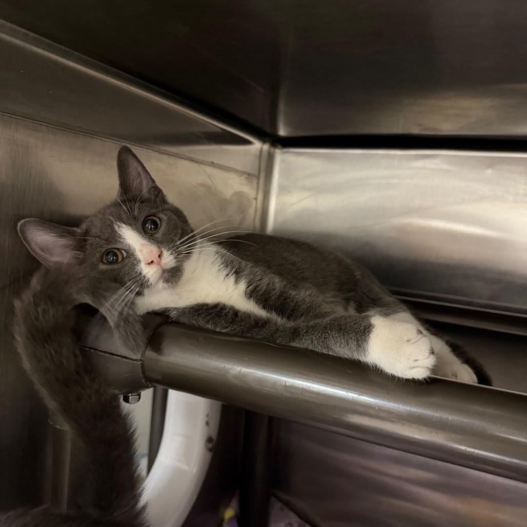 Enlarge Gema, a Adoptable mixed breed in Caryville, TN image 1/2