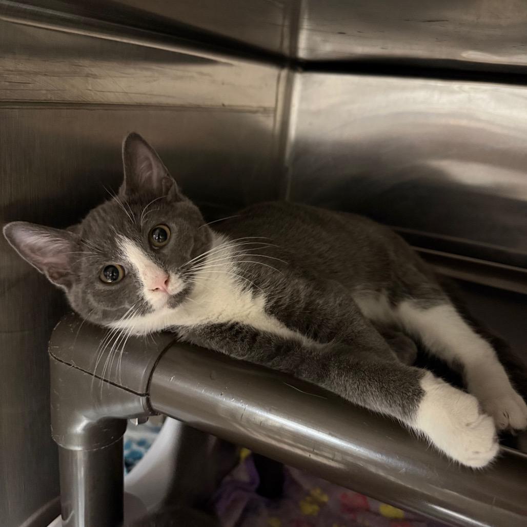Enlarge Gema, a Adoptable mixed breed in Caryville, TN image 2/2