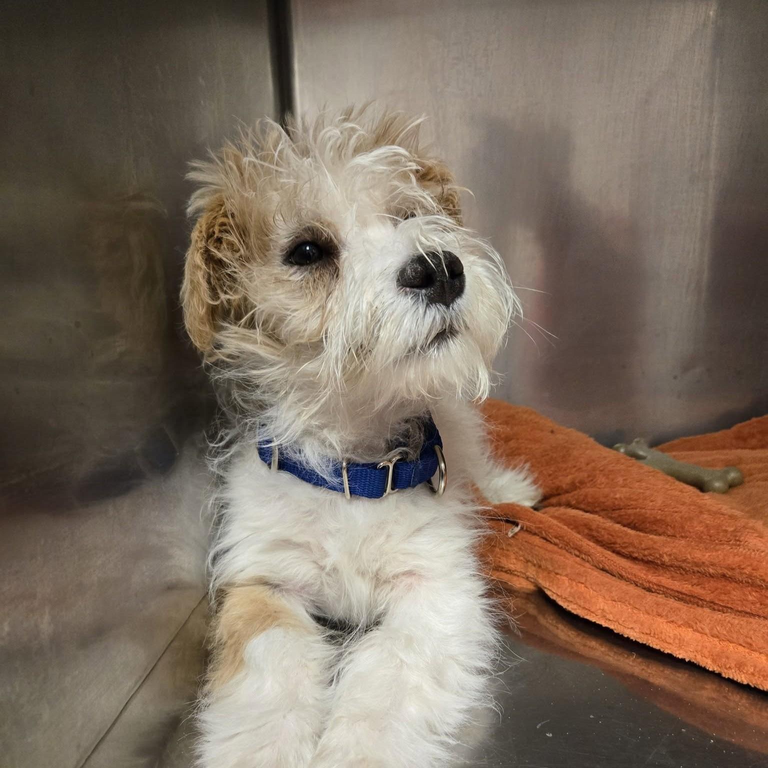 Enlarge Loki, an adopted mixed breed in Whitehall, PA image 2/2