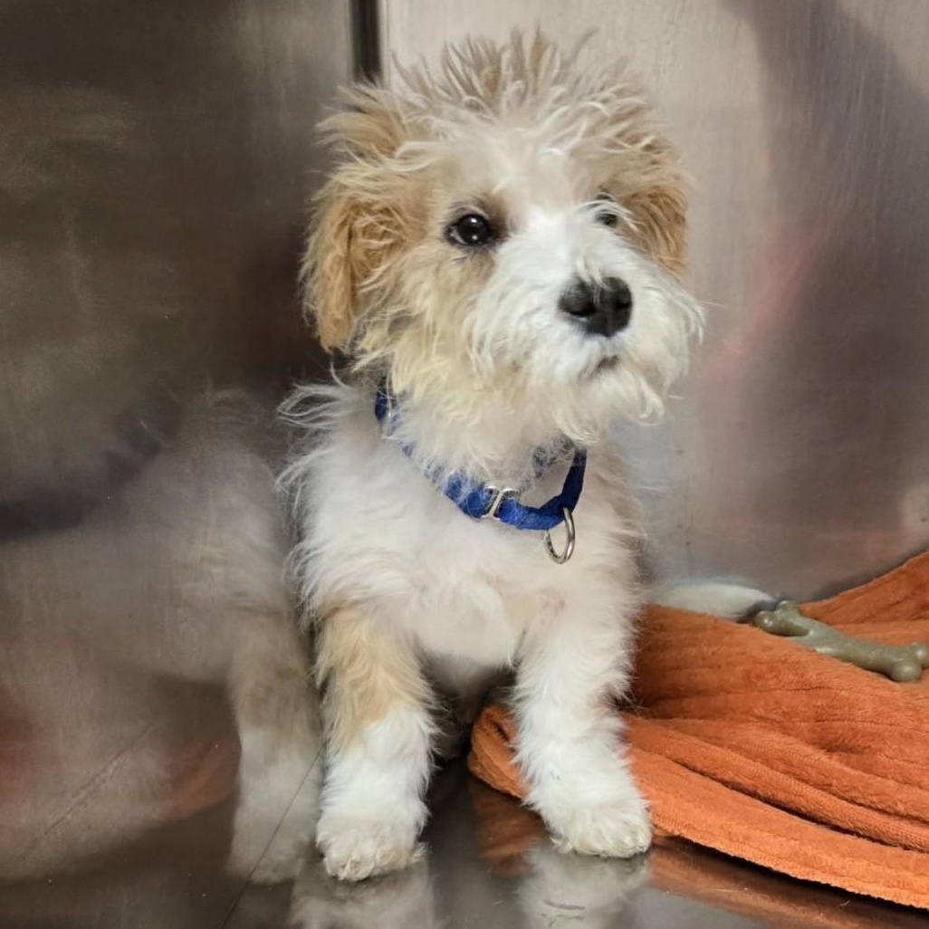 Enlarge Loki, an adopted mixed breed in Whitehall, PA image 1/2