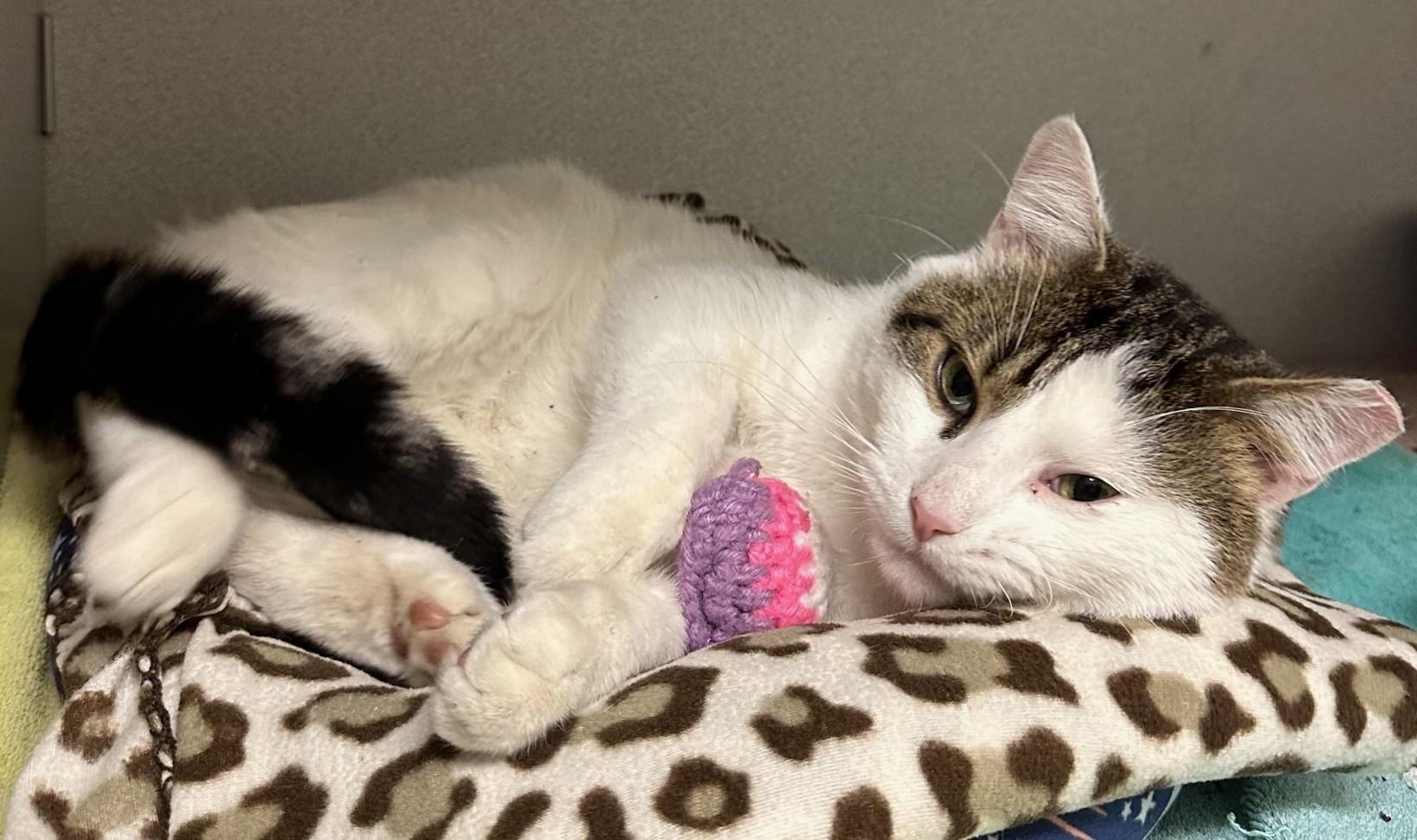 Brook, Adopted, Young Male Domestic Short Hair.