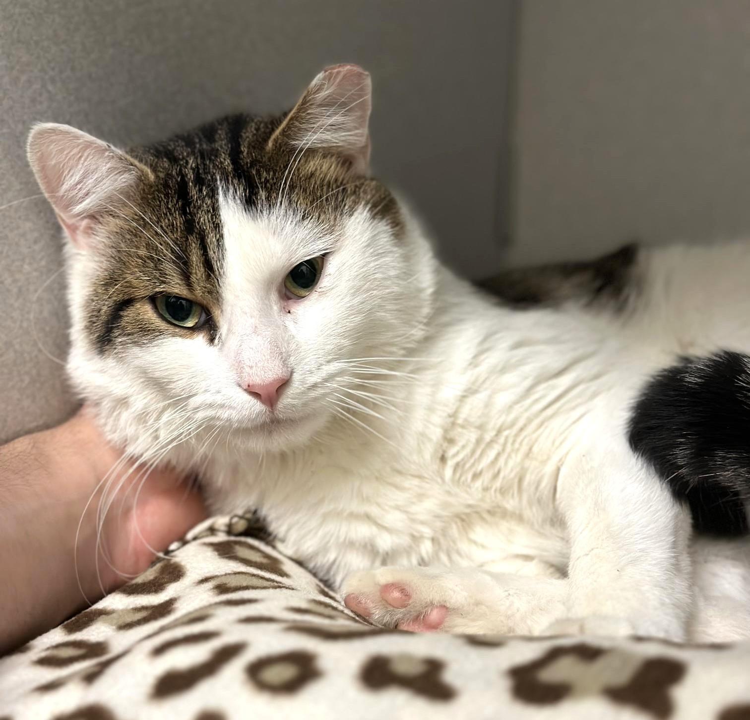 Enlarge Brook, a Adopted Domestic Short Hair in Great Neck, NY image 3/4