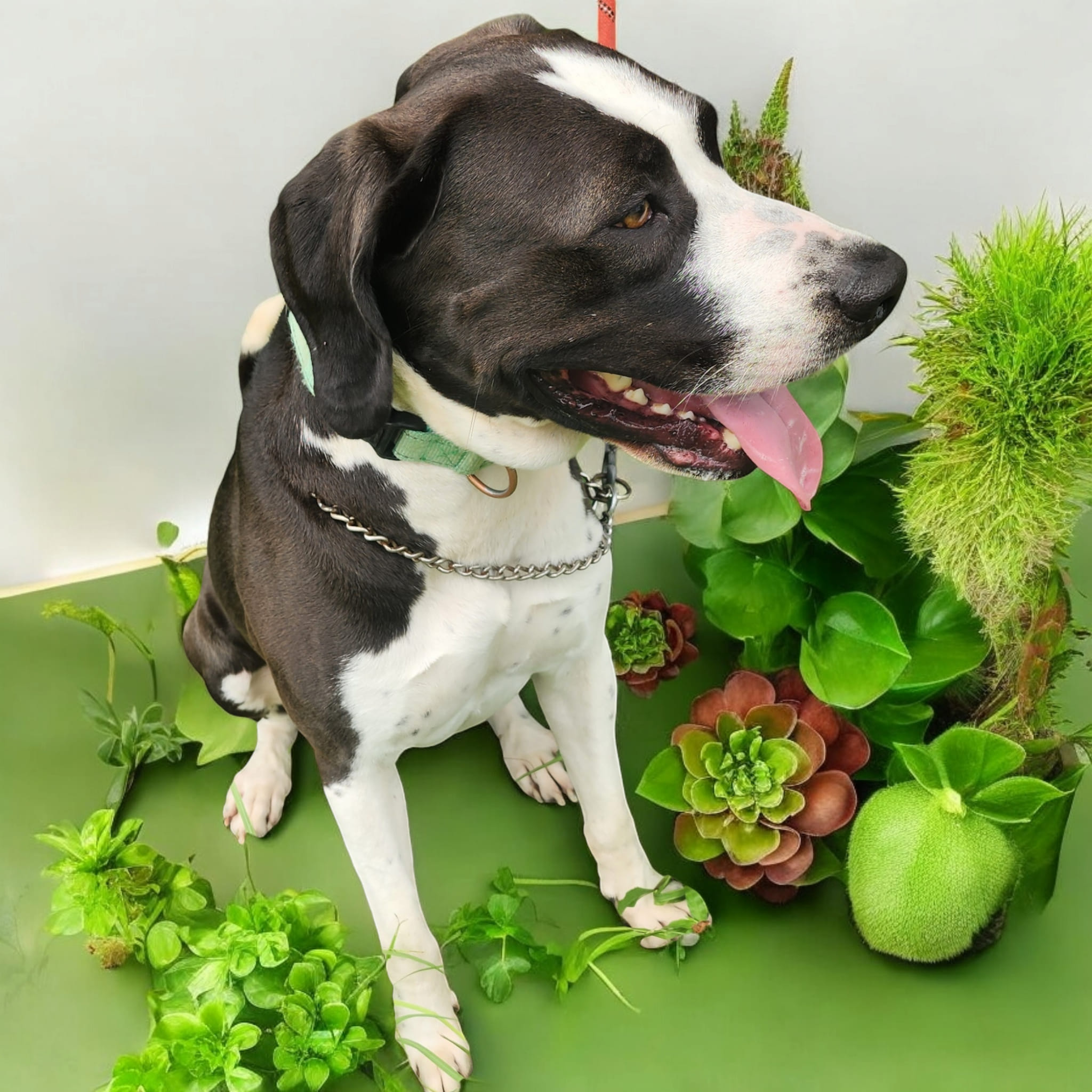 Enlarge Enzo, a Adoptable mixed breed in Lorida, FL image 1/1