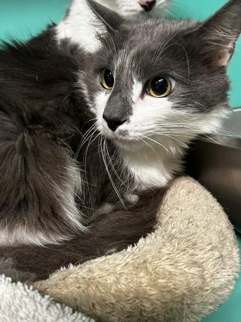 Hazel 4yrs male, Adoptable, Young Male Domestic Short Hair.