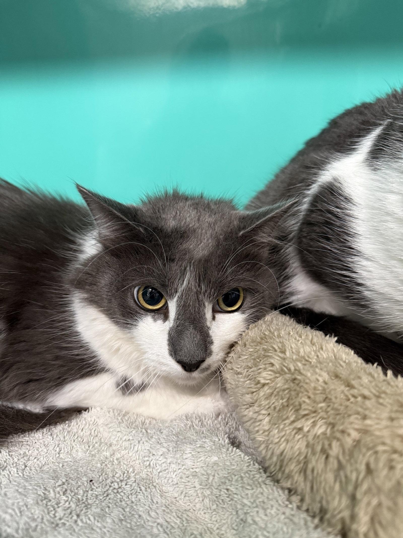 Enlarge Hazel 4yrs male, a Adoptable Domestic Short Hair in Sterling, MA image 2/3