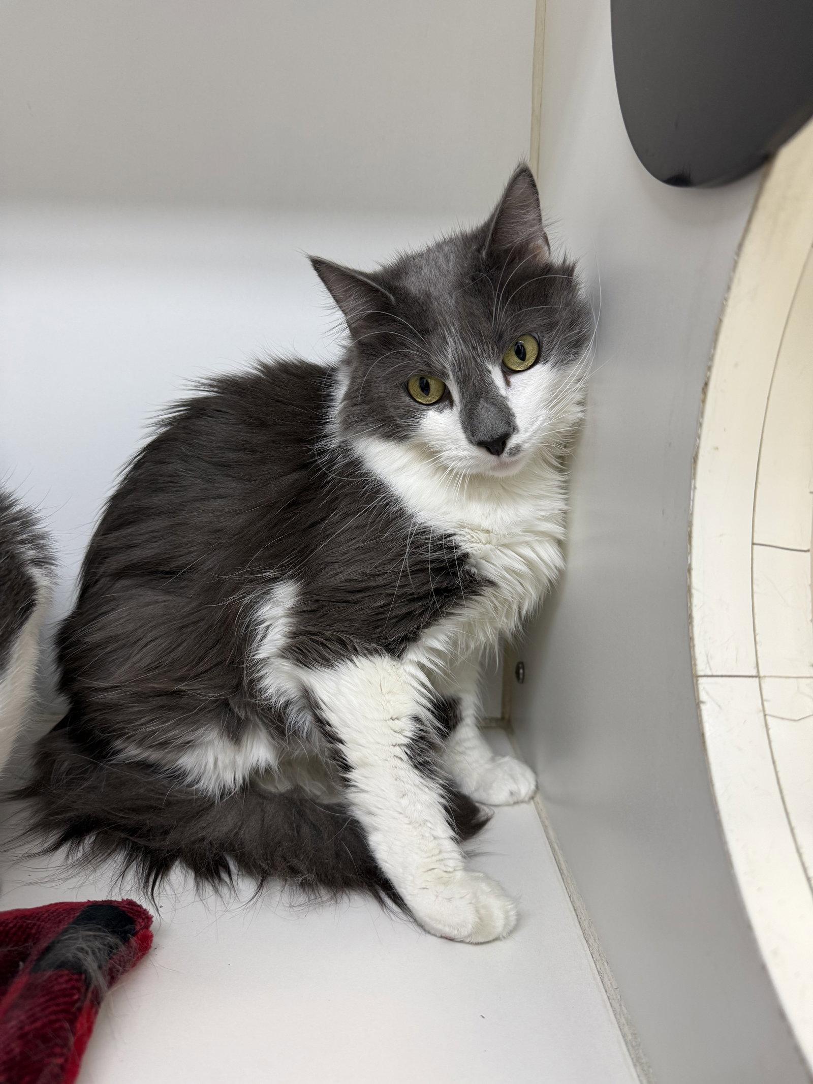 Enlarge Hazel 4yrs male, a Adoptable Domestic Short Hair in Sterling, MA image 3/3