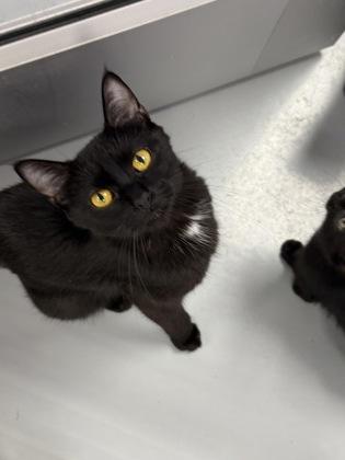 Enlarge Butterfly, a Adoptable mixed breed in Gwinn, MI image 1/1