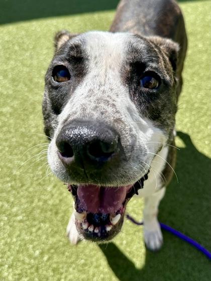 Enlarge Cyrus King, a Adoptable mixed breed in Wichita, KS image 2/3