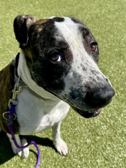 Enlarge Cyrus King, a Adoptable mixed breed in Wichita, KS image 3/3