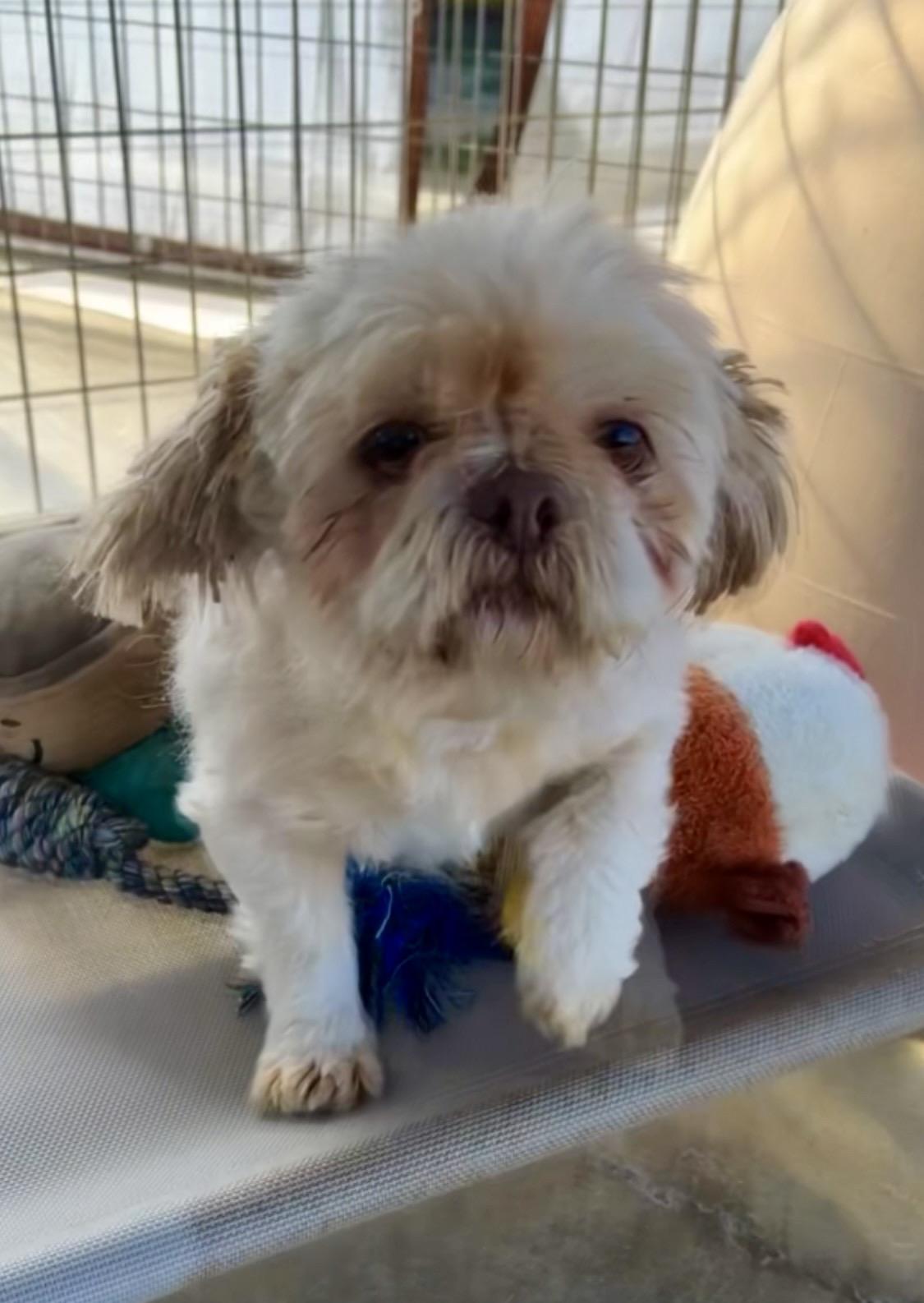 Enlarge Mop Top, an adopted Shih Tzu in Littlerock, CA image 1/2