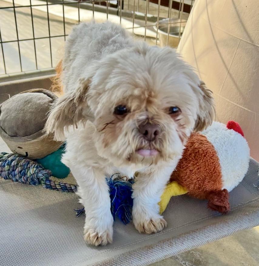 Enlarge Mop Top, an adopted Shih Tzu in Littlerock, CA image 2/2
