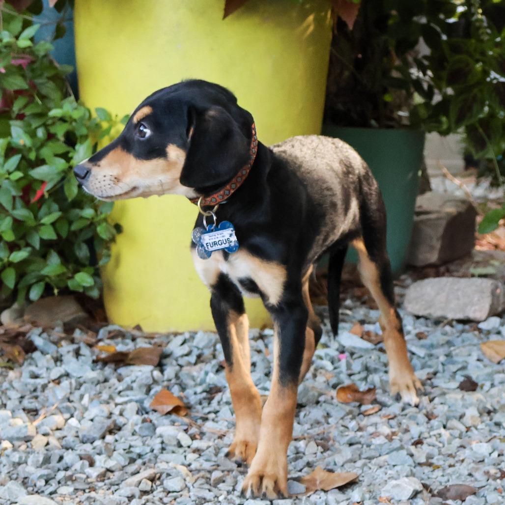 Furgus, Adoptable, Puppy Male Hound.