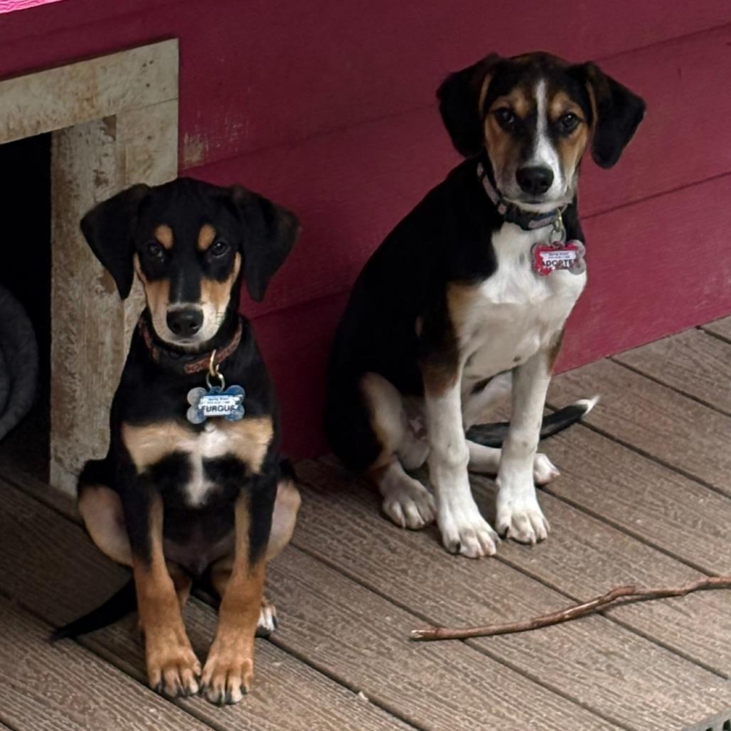 Enlarge Furgus, a Adoptable Hound in Wake Forest, NC image 2/5