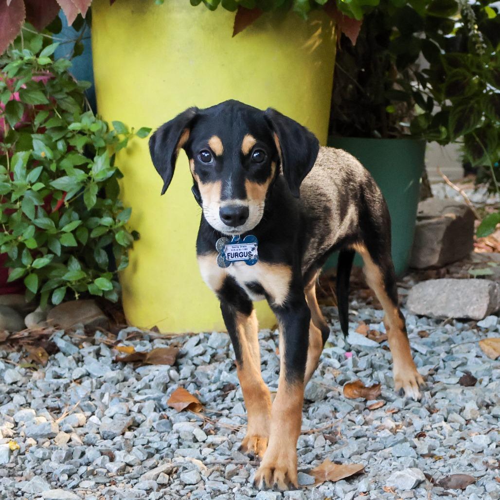 Enlarge Furgus, a Adoptable Hound in Wake Forest, NC image 3/5