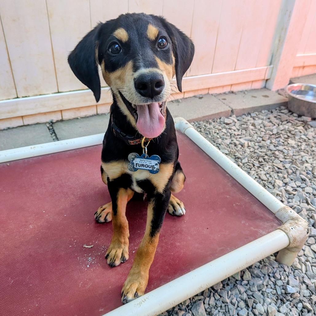 Enlarge Furgus, a Adoptable Hound in Wake Forest, NC image 4/5