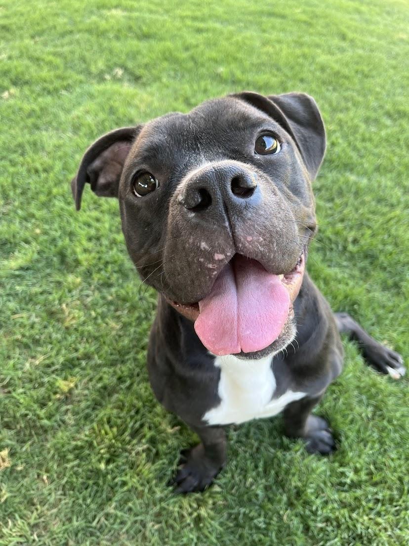 Jet* A209577, an adoptable mixed breed in Plano, TX image 1/6