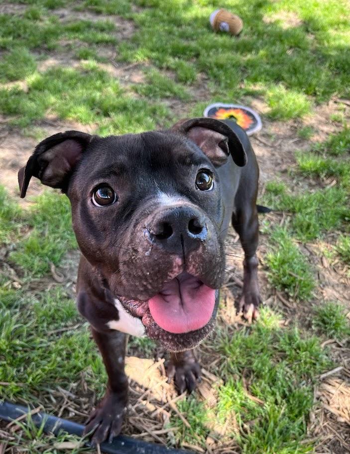 Jet* A209577, an adoptable mixed breed in Plano, TX image 2/6