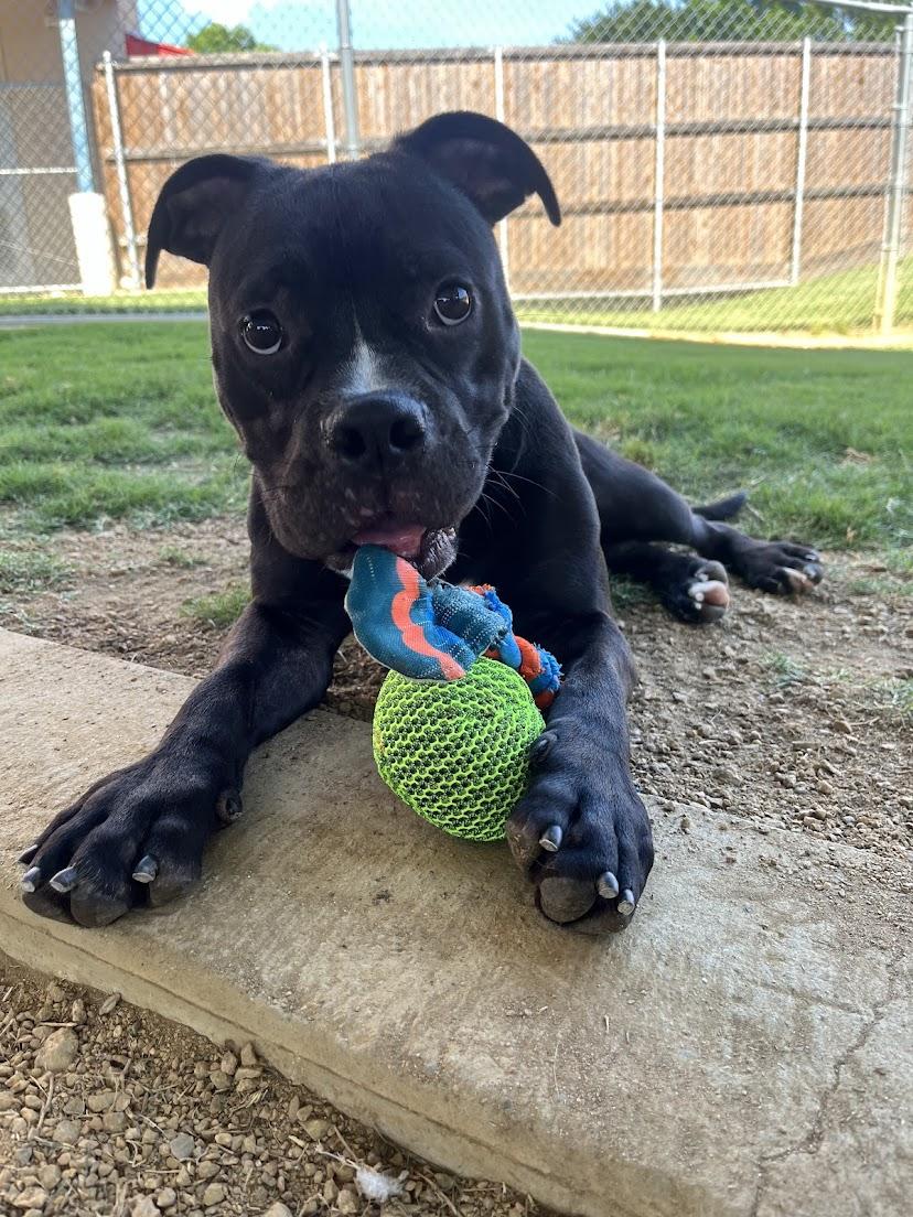 Jet* A209577, an adoptable mixed breed in Plano, TX image 3/6