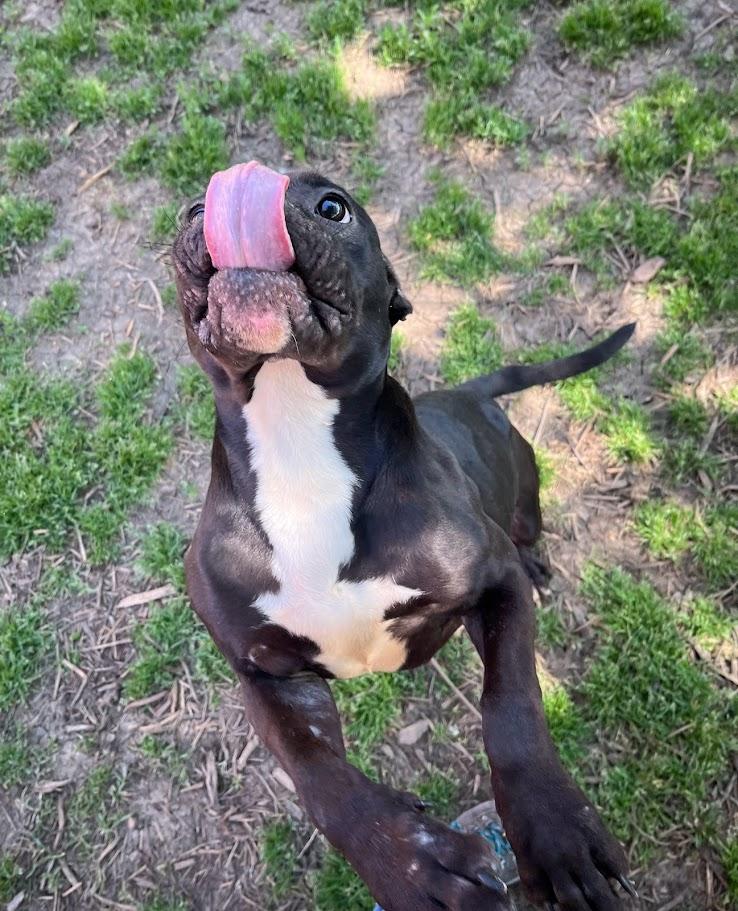 Jet* A209577, an adoptable mixed breed in Plano, TX image 4/6