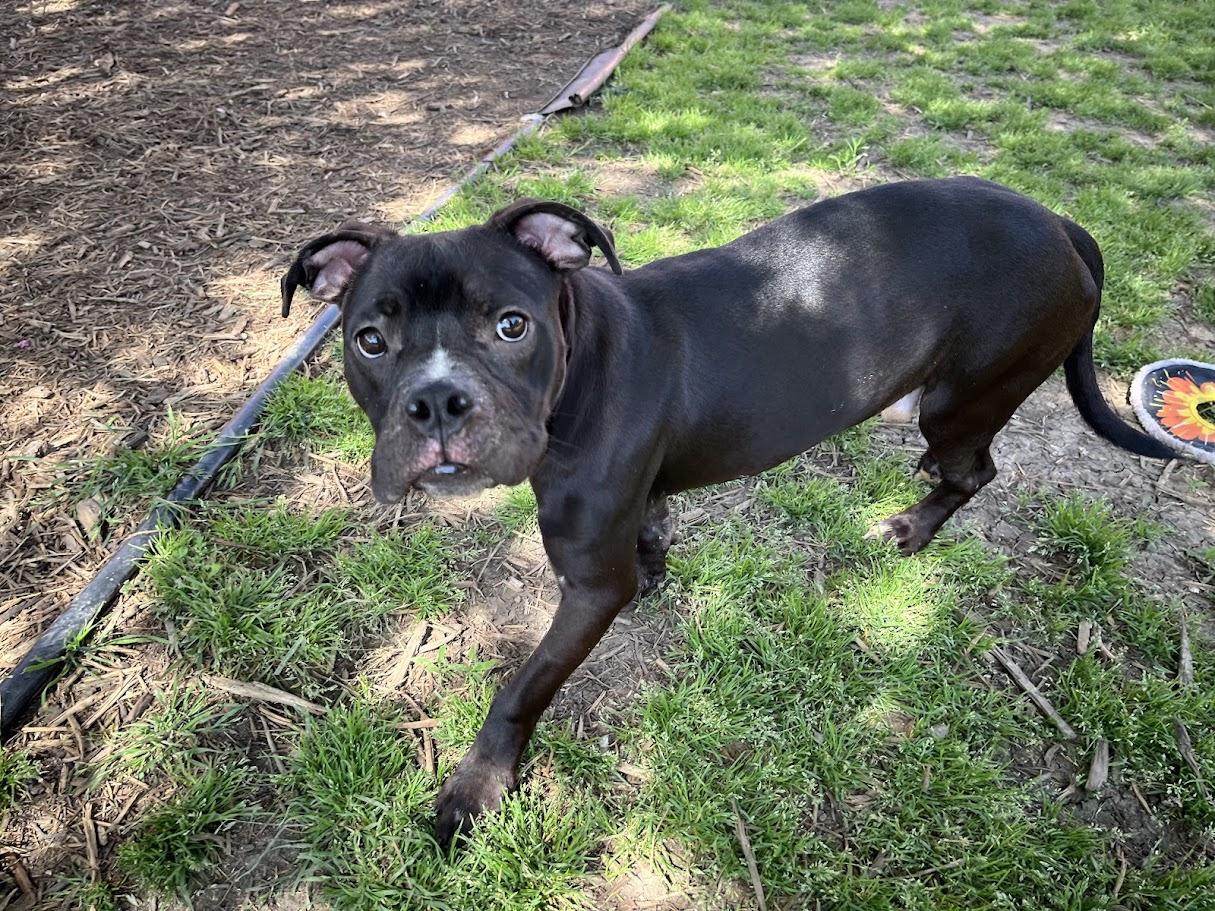 Jet* A209577, an adoptable mixed breed in Plano, TX image 6/6