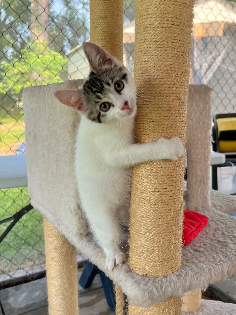 Vanilla, Adopted, Kitten Female Domestic Short Hair.