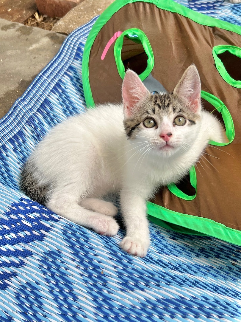 Vanilla, a Adopted Domestic Short Hair in Hammond, LA image 2/7