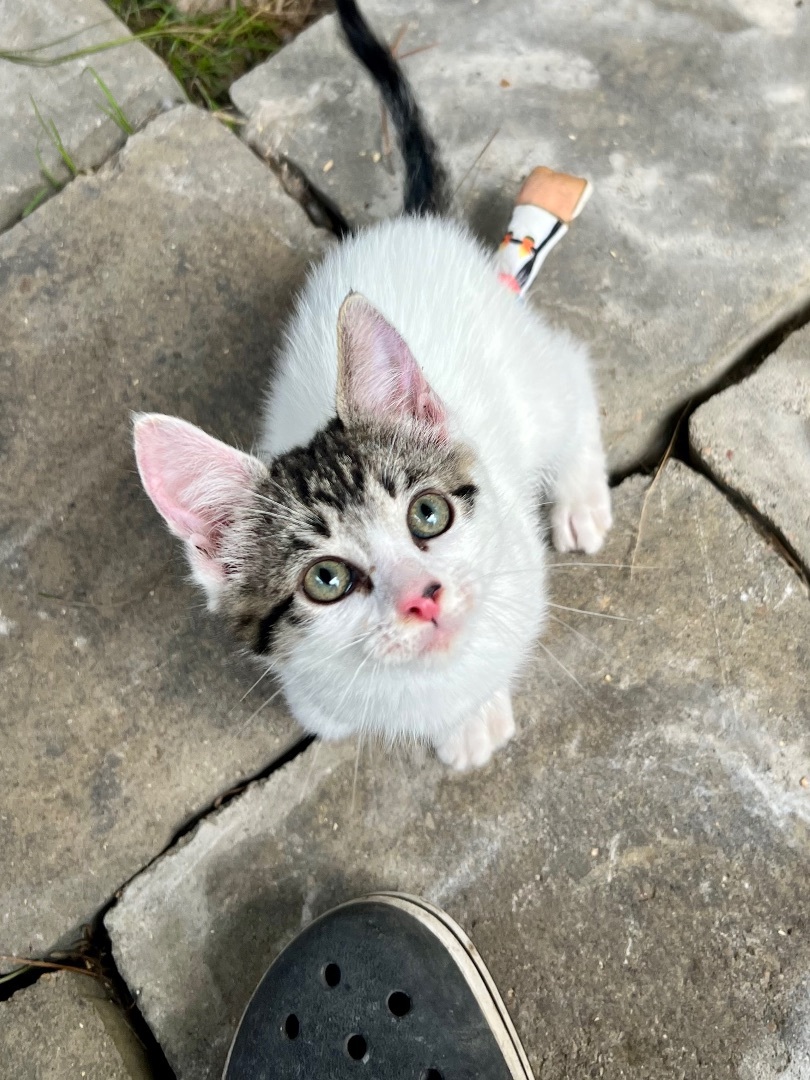 Vanilla, a Adopted Domestic Short Hair in Hammond, LA image 3/7