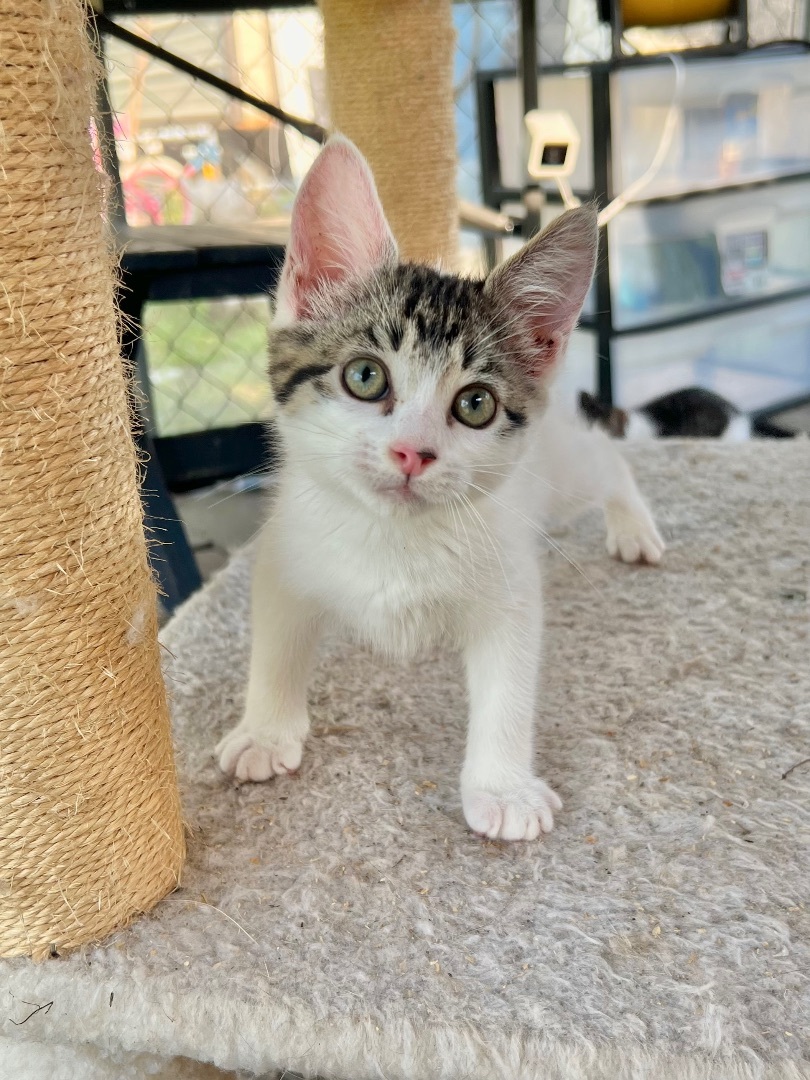 Vanilla, a Adopted Domestic Short Hair in Hammond, LA image 4/7