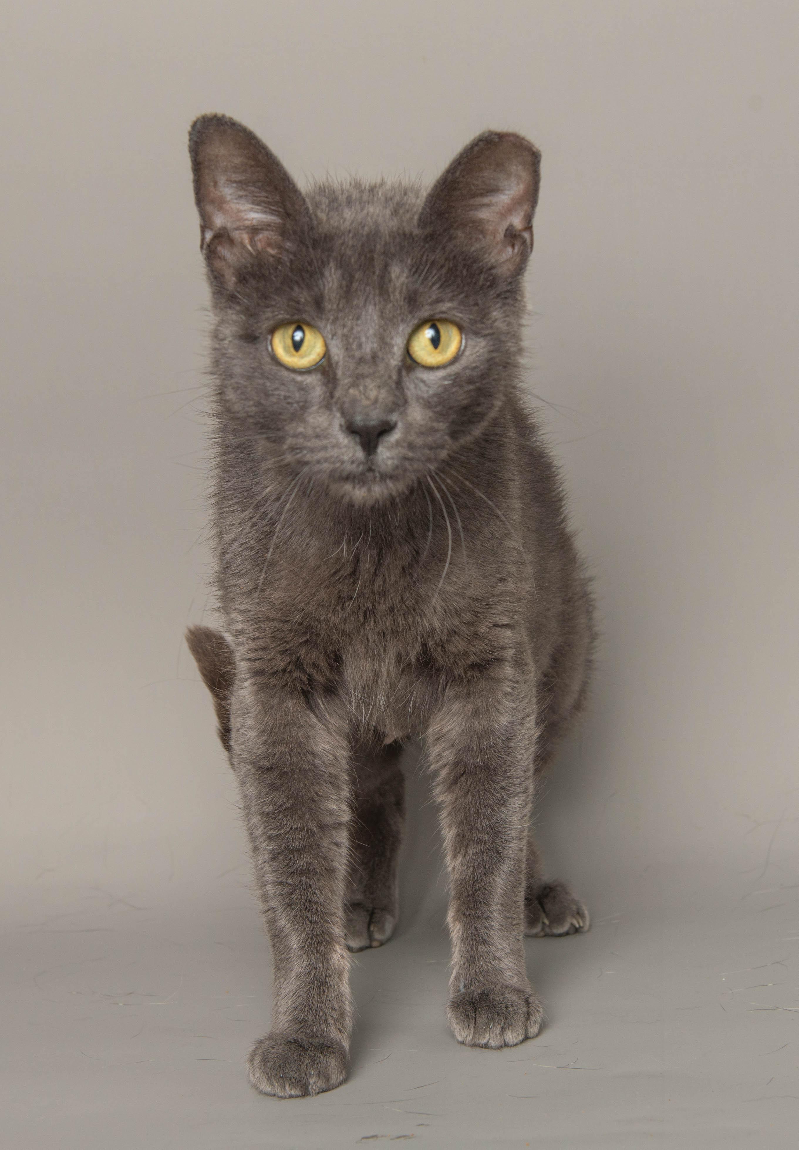 Enlarge DREA, a Adoptable Domestic Short Hair in Wyandotte, MI image 2/2