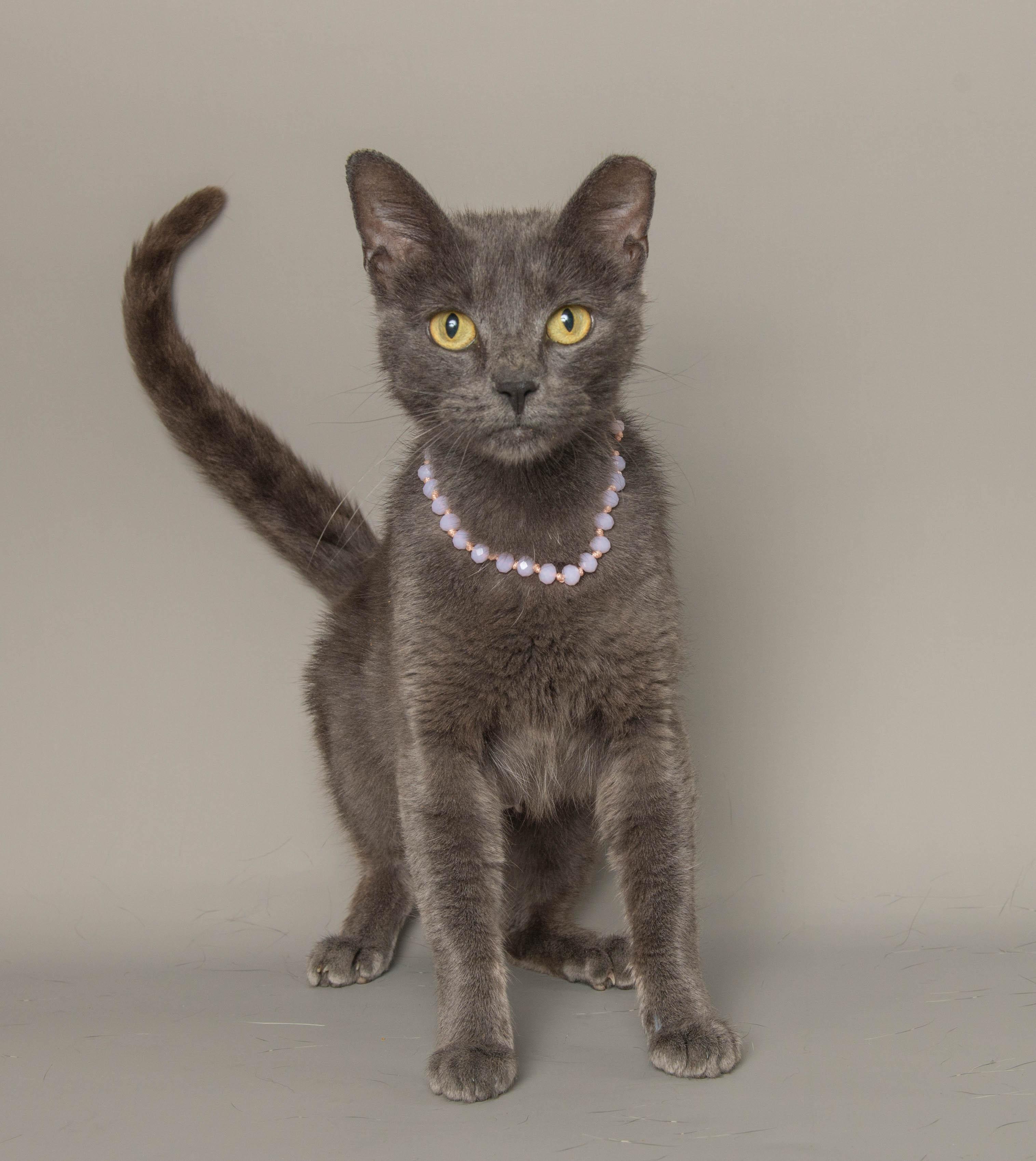 Enlarge DREA, a Adoptable Domestic Short Hair in Wyandotte, MI image 1/2