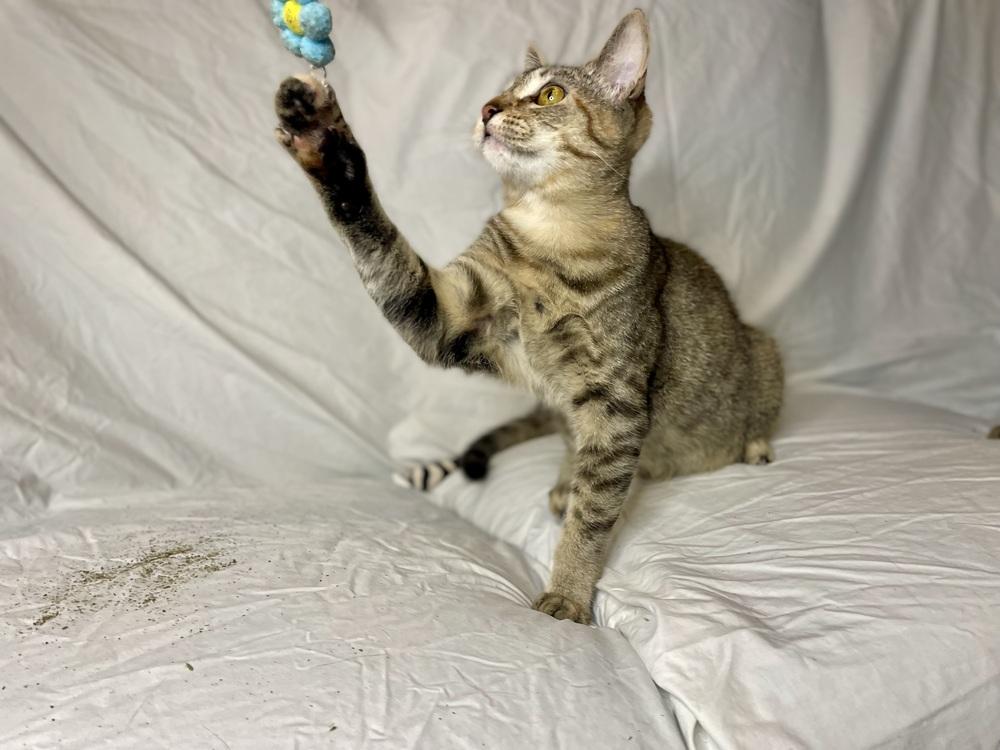 Arya, a Adoptable Domestic Short Hair in Saint Augustine, FL image 3/6