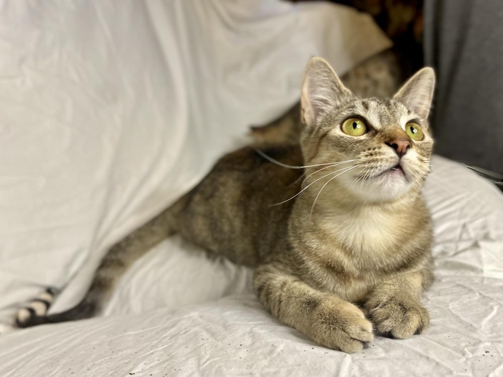 Arya, a Adoptable Domestic Short Hair in Saint Augustine, FL image 5/6