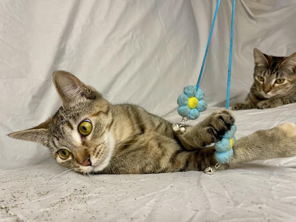 Arya, a Adoptable Domestic Short Hair in Saint Augustine, FL image 6/6