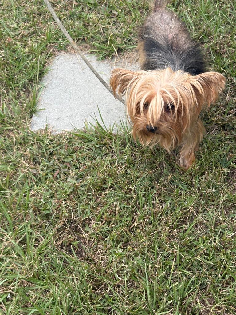 winston, Adoptable, Adult Male Yorkshire Terrier.