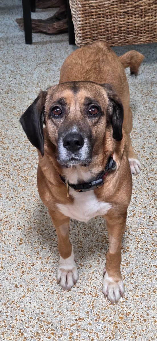 Rosa, Adoptable, Adult Female Saint Bernard.