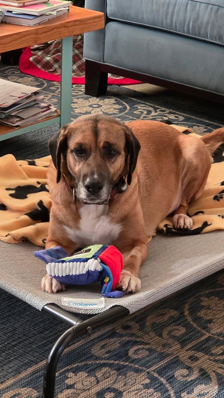 Rosa, a Adoptable Saint Bernard in New Smyrna Beach, FL image 2/3