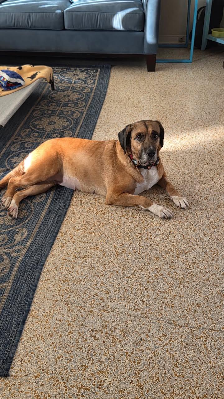 Rosa, a Adoptable Saint Bernard in New Smyrna Beach, FL image 3/3