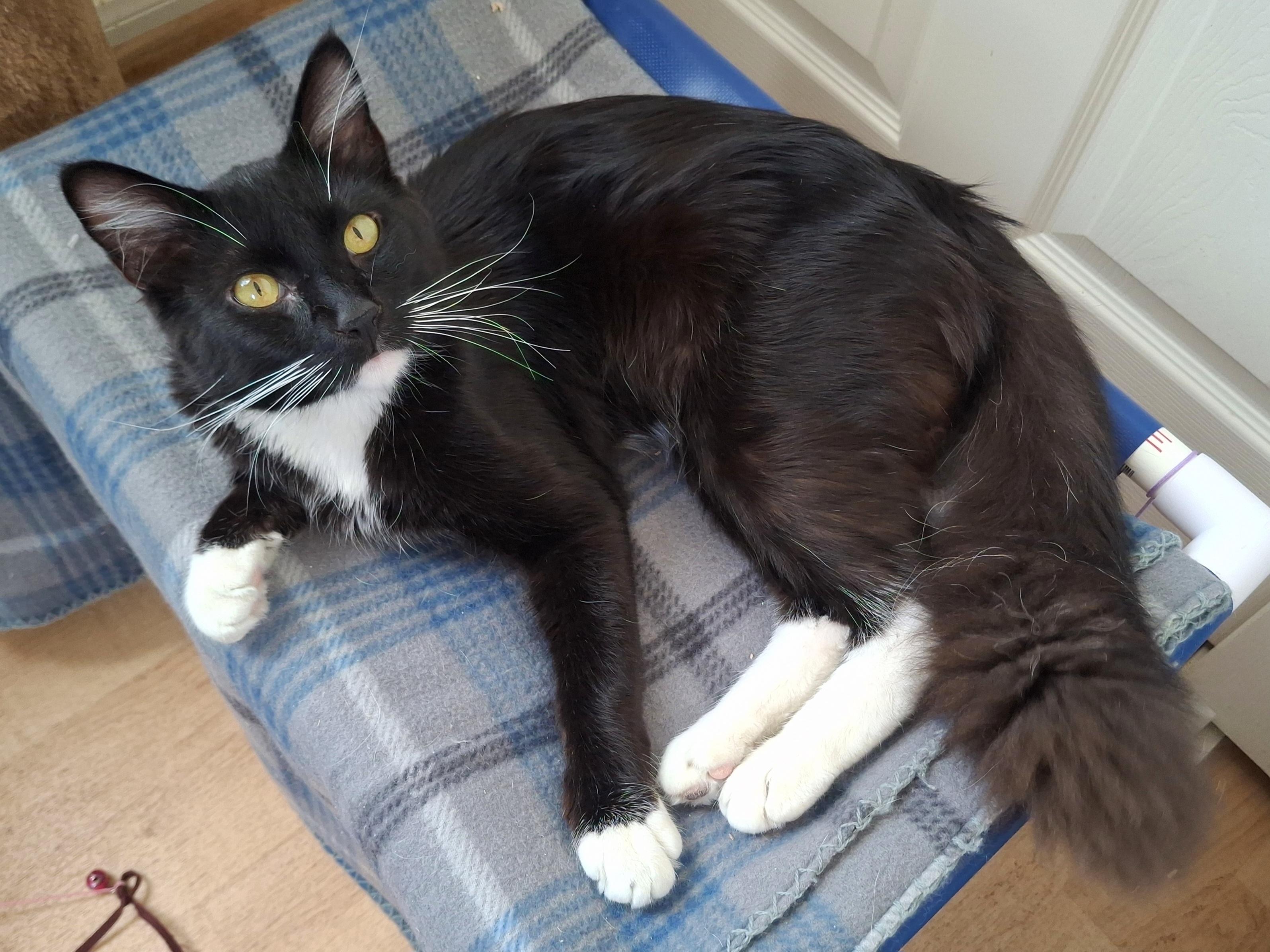 Enlarge :::Mashall:::, an adopted mixed breed in Yorba Linda, CA image 3/6