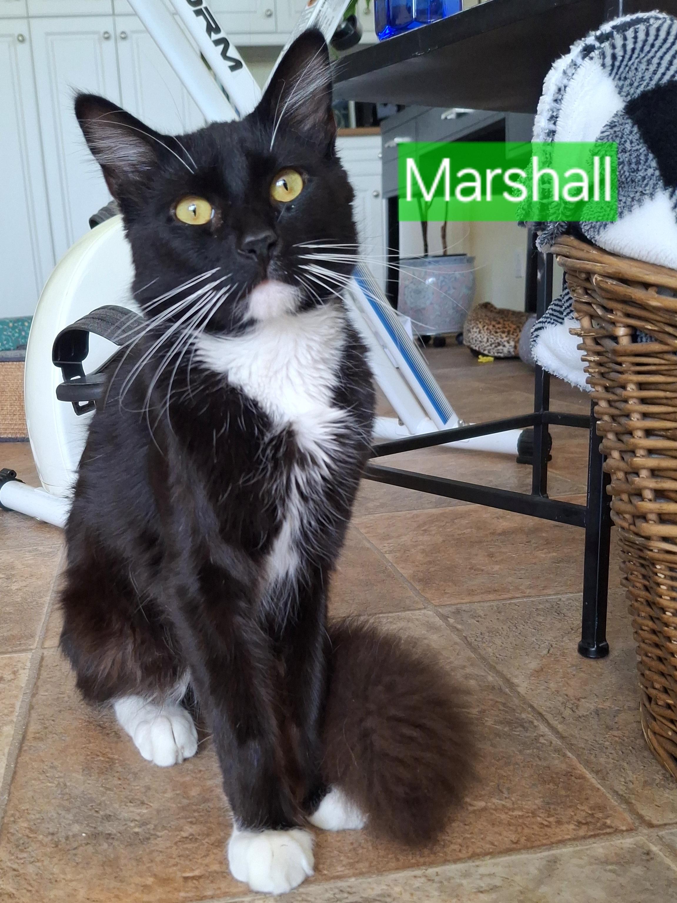 Enlarge :::Mashall:::, an adopted mixed breed in Yorba Linda, CA image 2/6