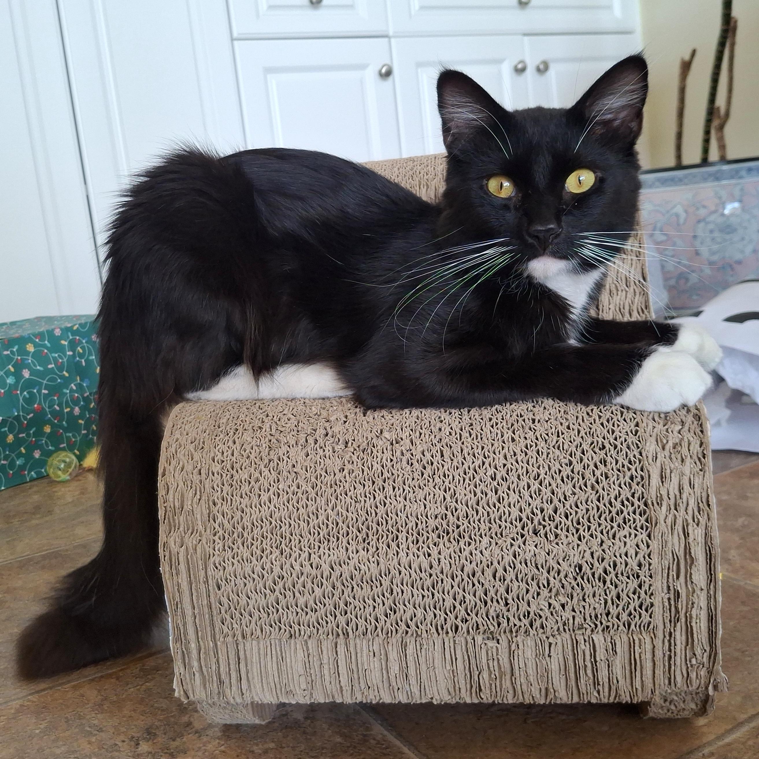 Enlarge :::Mashall:::, an adopted mixed breed in Yorba Linda, CA image 4/6