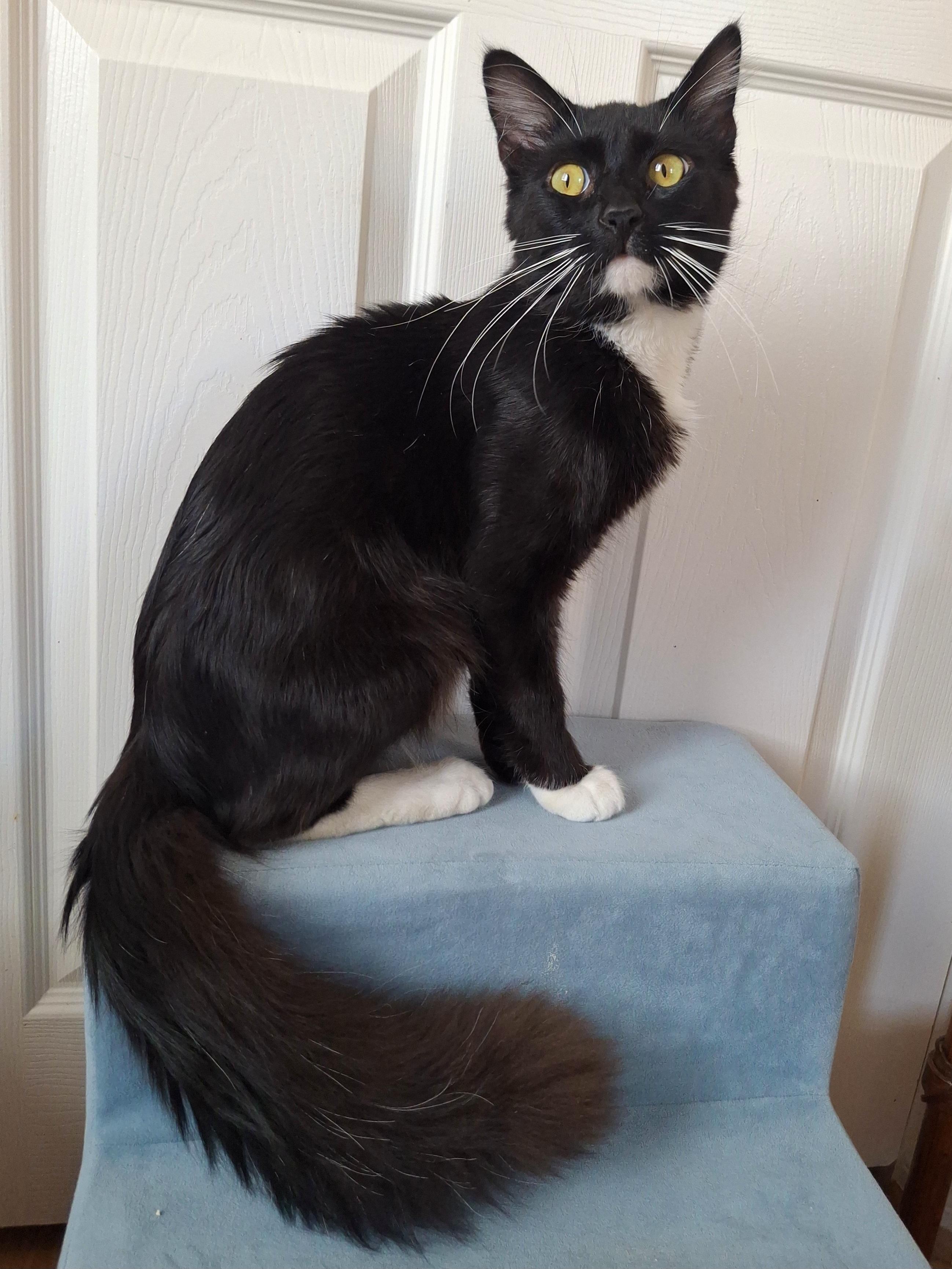 Enlarge :::Mashall:::, an adopted mixed breed in Yorba Linda, CA image 5/6