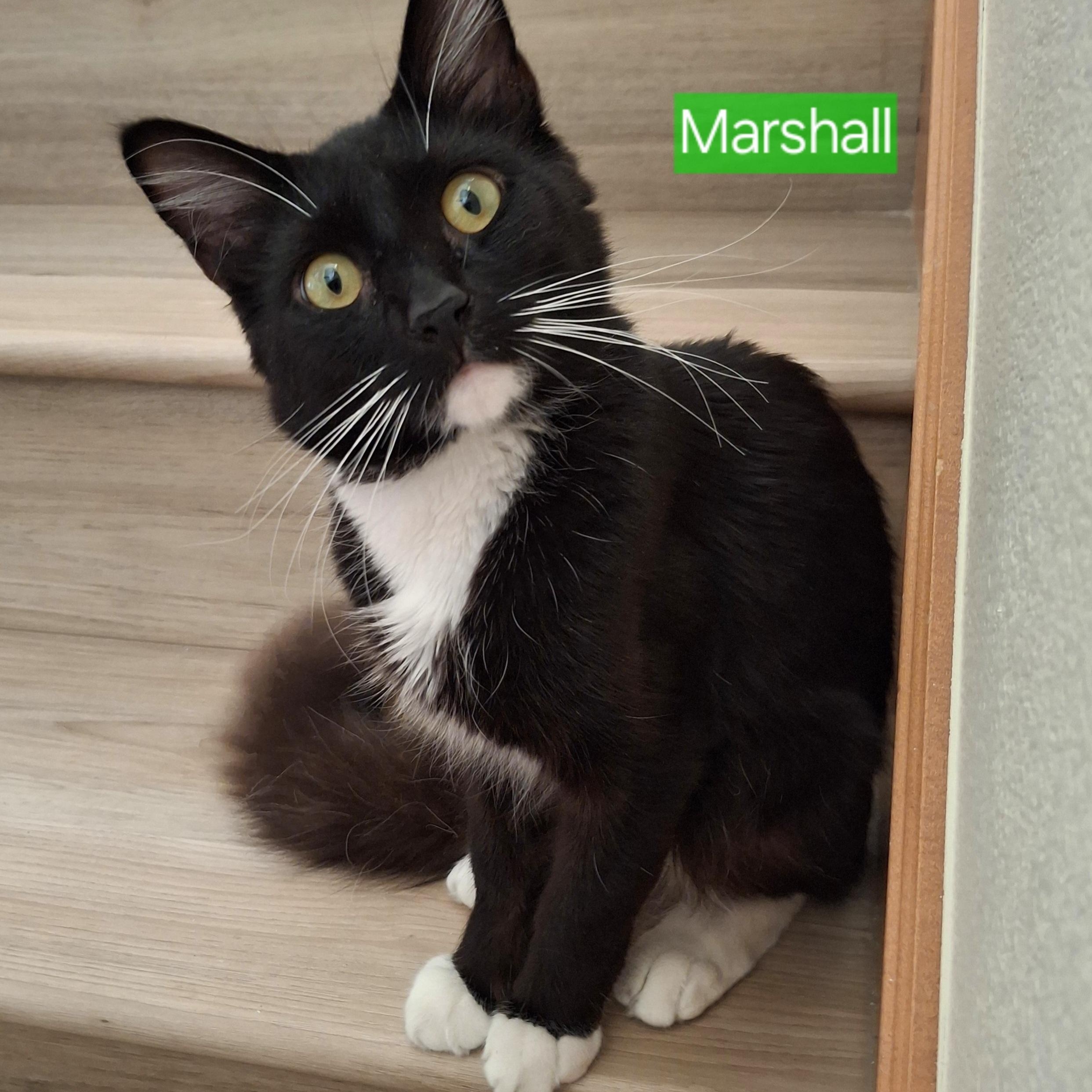 Enlarge :::Mashall:::, an adopted mixed breed in Yorba Linda, CA image 1/6