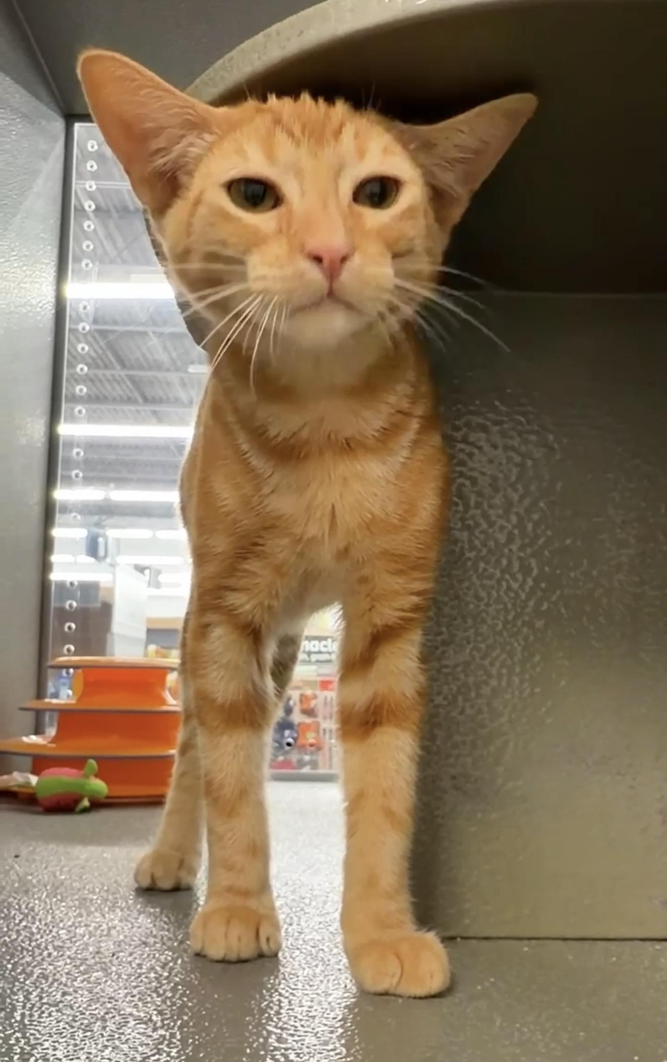 Froyo INDOOR ONLY, adopted, Kitten Male Domestic Short Hair.