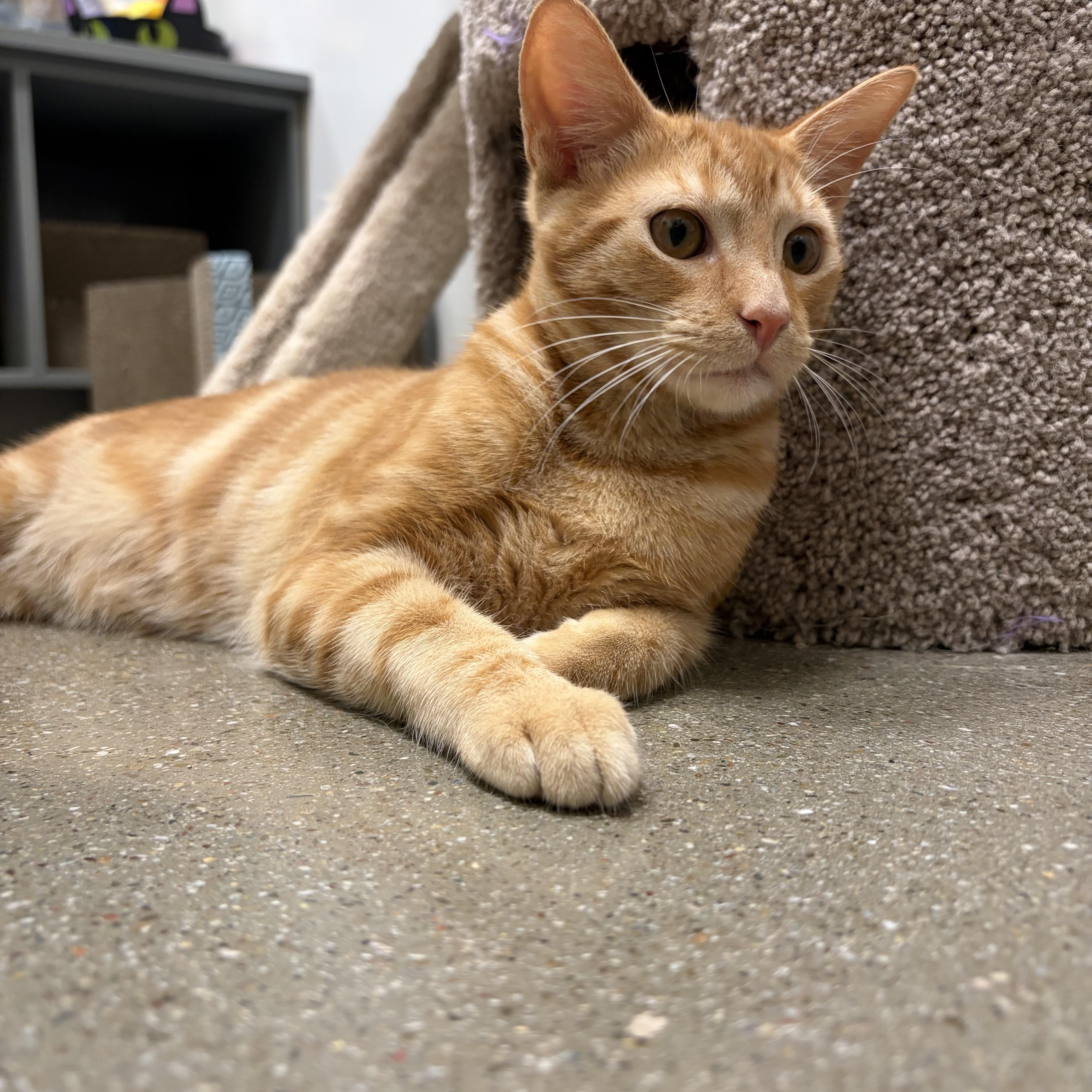 Enlarge Froyo INDOOR ONLY, an adopted mixed breed in Manteca, CA image 3/4